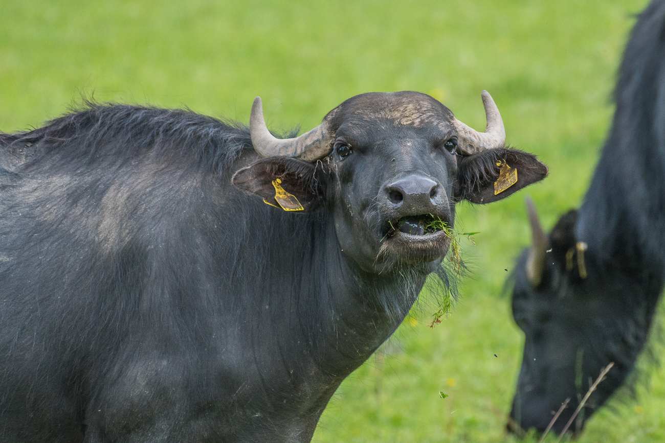 Wer stört mich beim Fressen?