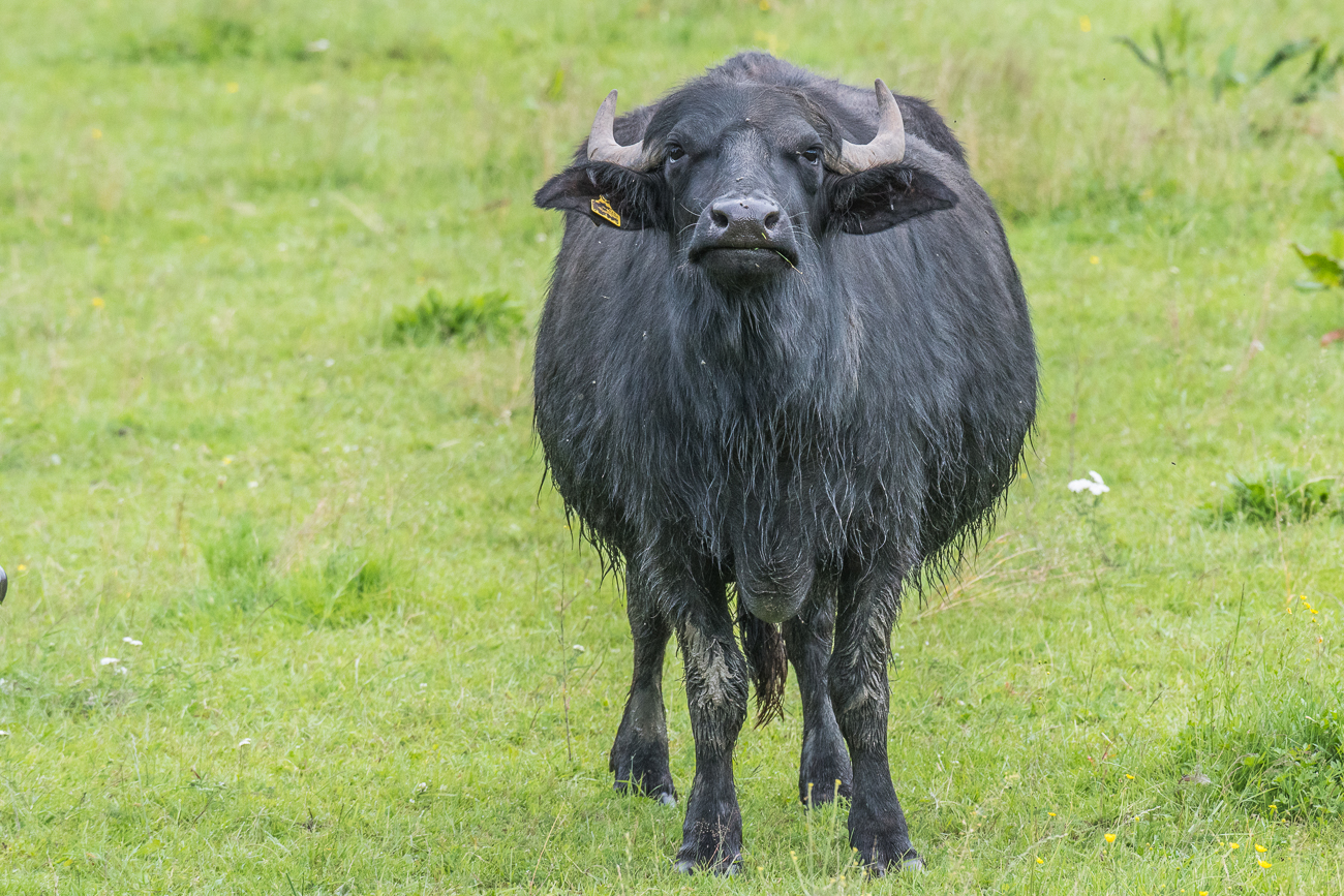 Neugierig werde ich angestarrt