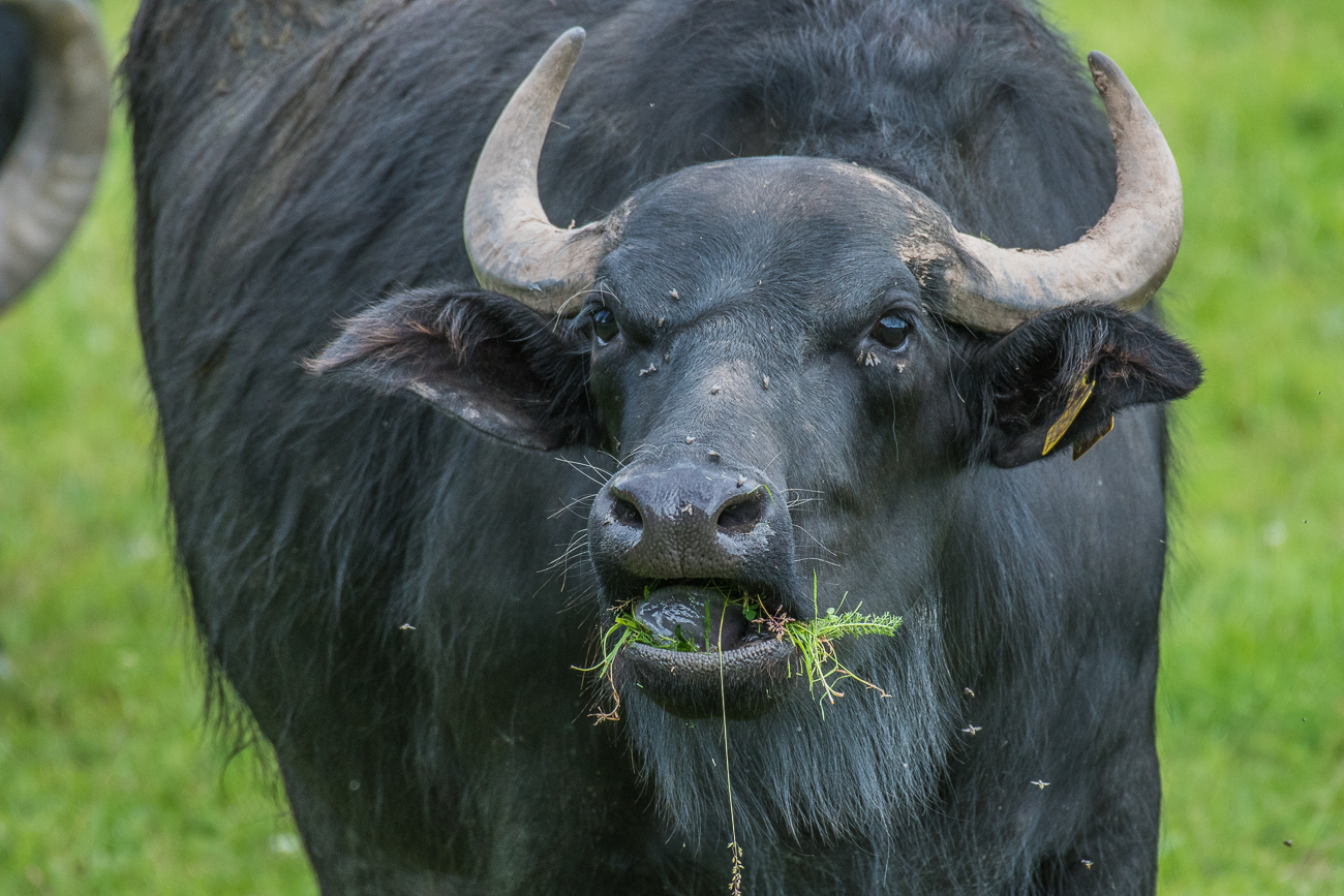 Gras und Kräuter schmecken wohl