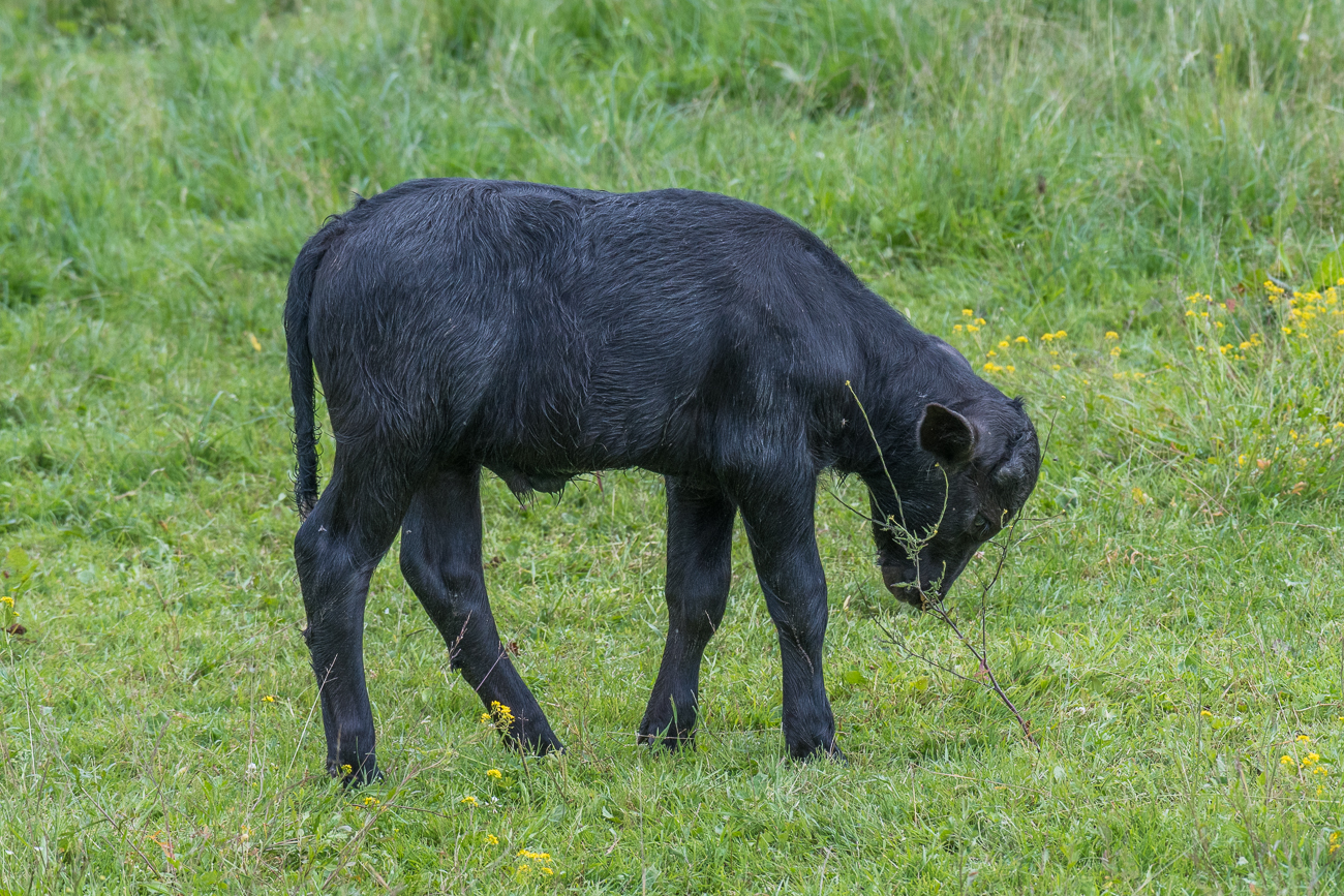 ... dann mit dem Bäumchen spielen