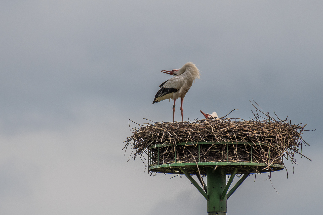 Derweil klappern sich die Störche einen ab