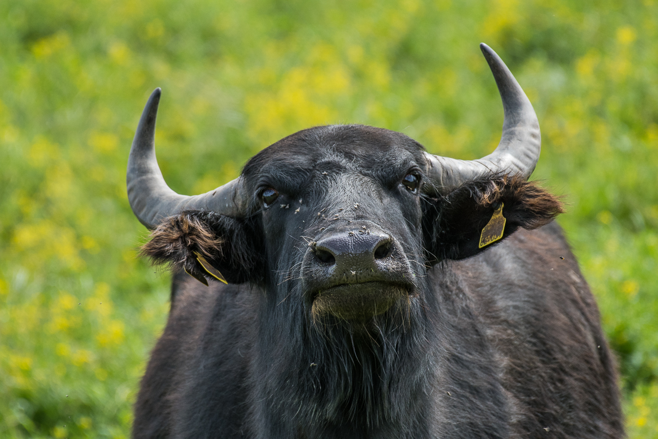 Neugierig schaut sich der Büffel das Geklappere an