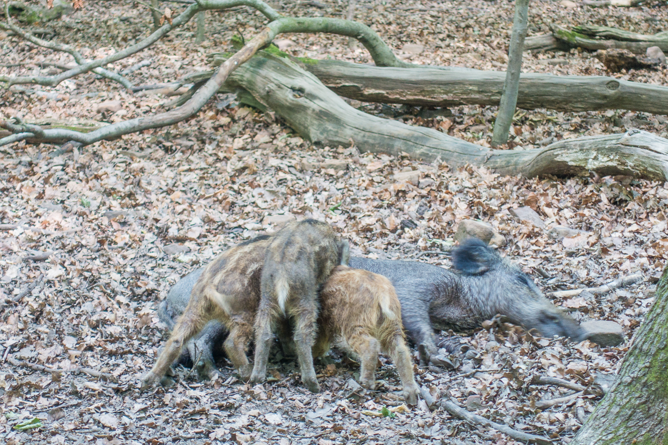 An der Milchbar ;-) Leider war es im Wald zu dunkel für die kleine Kamera :-(