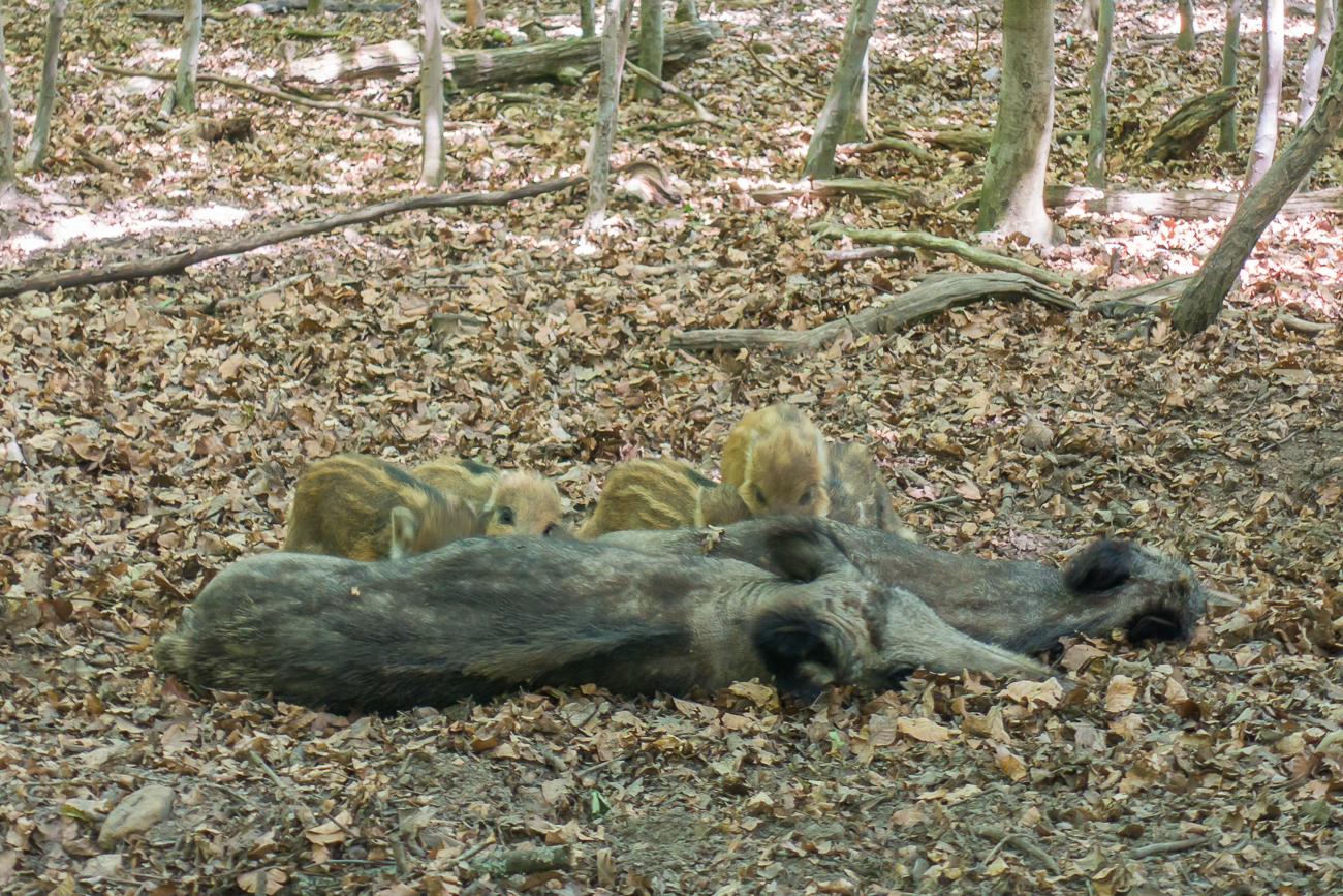 Zwei Säue mit ihren Frischlingen