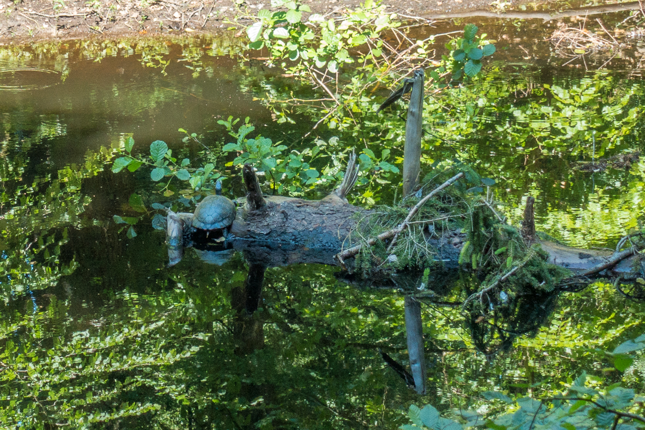 Schildkröte sonnt sich im Schatten ;-)
(Außerhalb des Wildgeheges) 