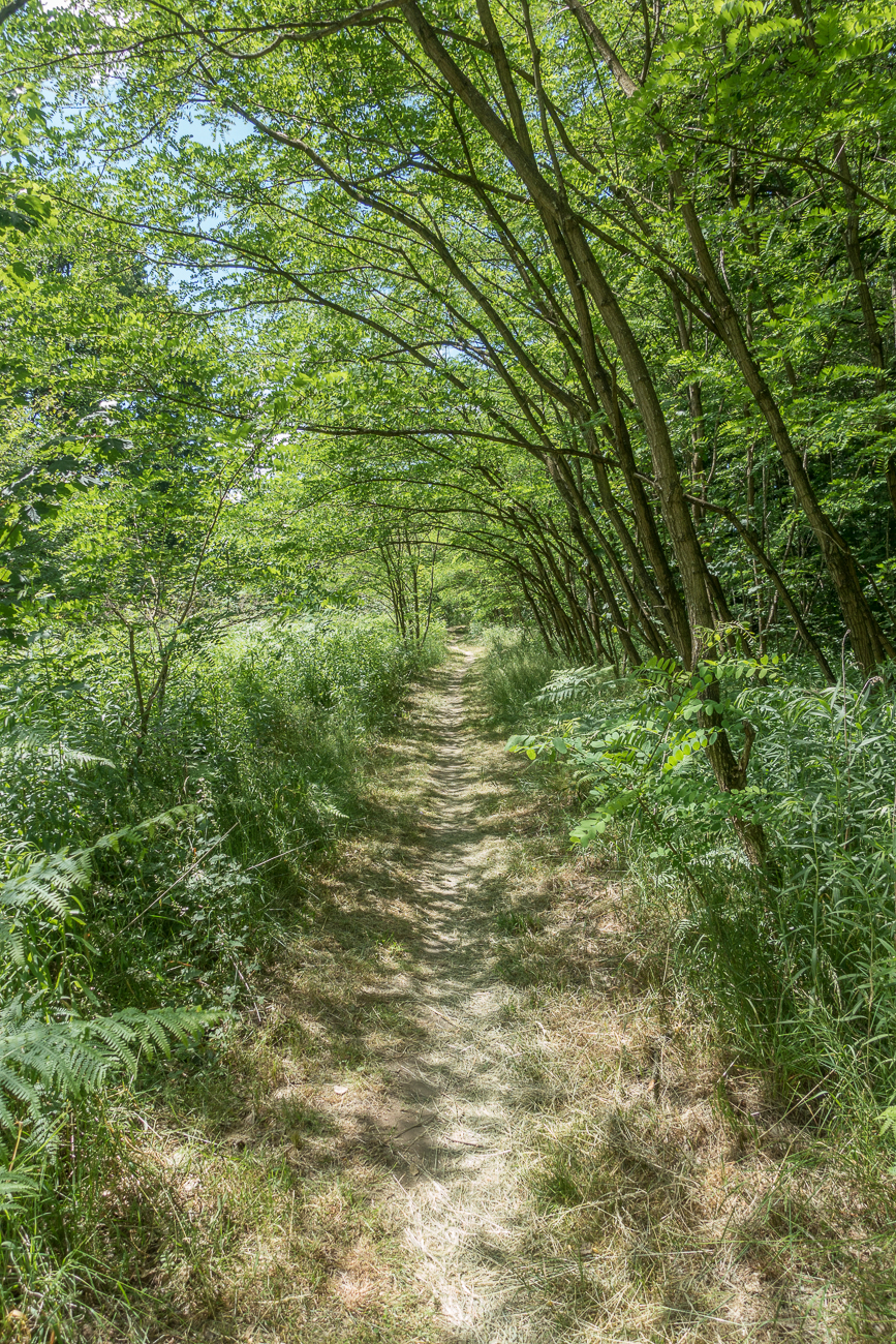 Schattiger Waldweg