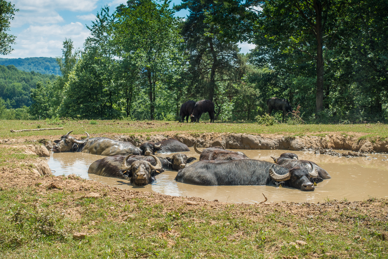 Die Wasserbüffel kühlen sich in der Suhle ab