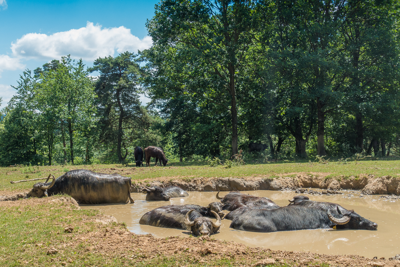Wenn die Brühe nicht so schmutzig wäre, könnte man sich dazu legen ;-)