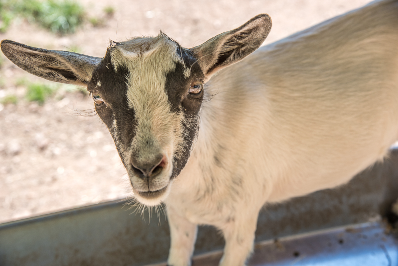 Junge Ziege ...