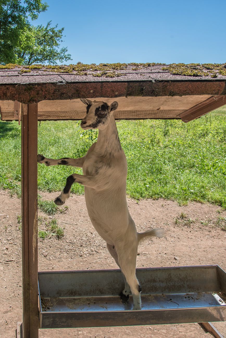 ... zeigt was sie kann ;-)