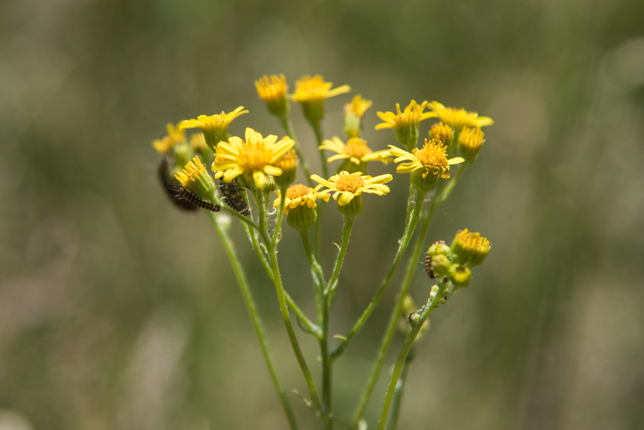 Überall Insekten an den Blüten