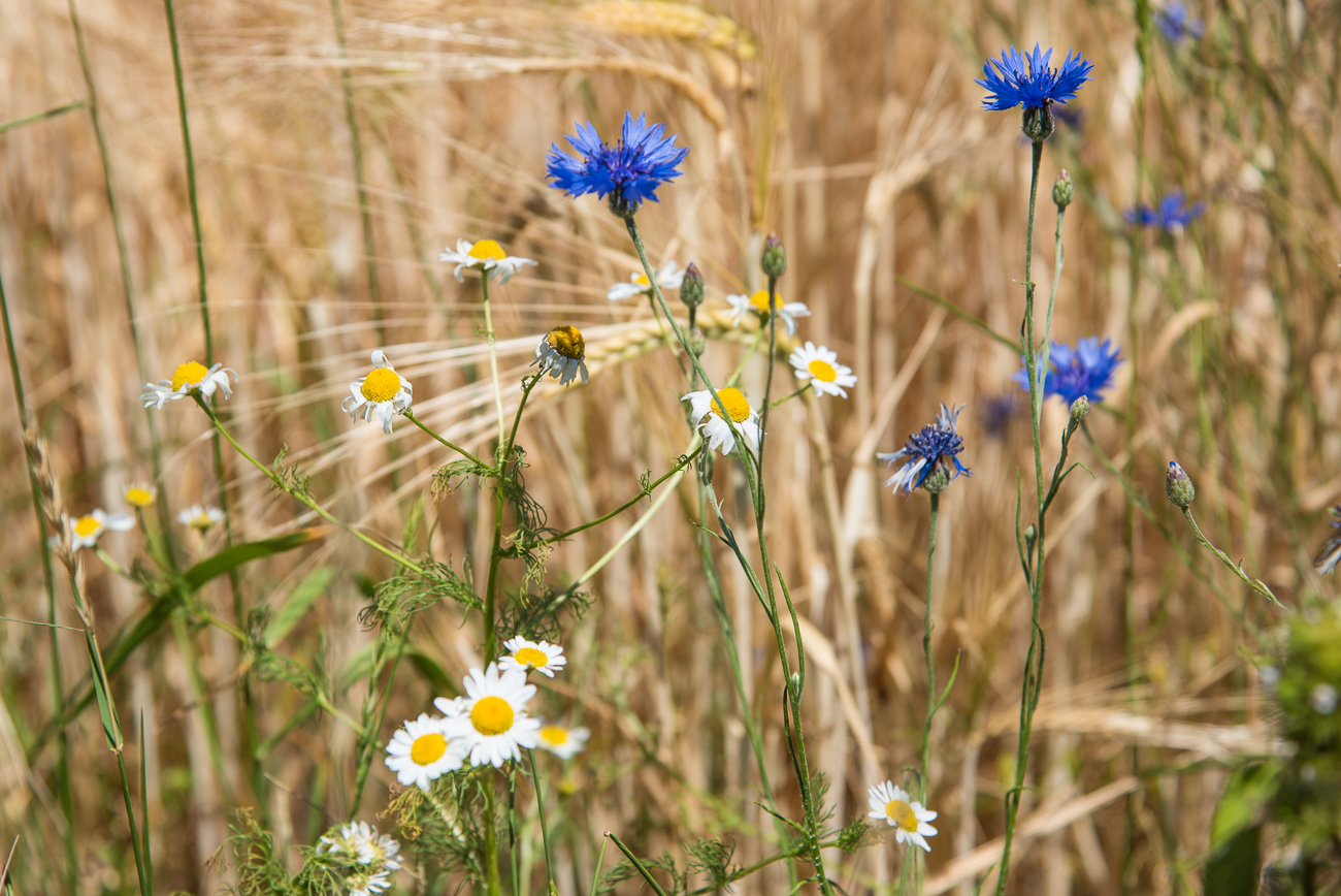 Kornblumen und Margeriten
