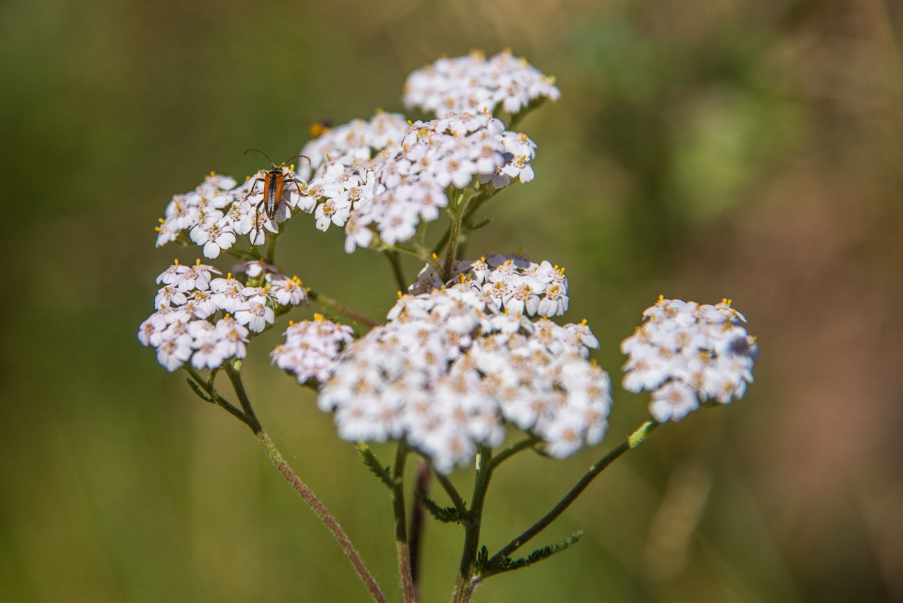 Kleiner Schmalbock auf Blüten