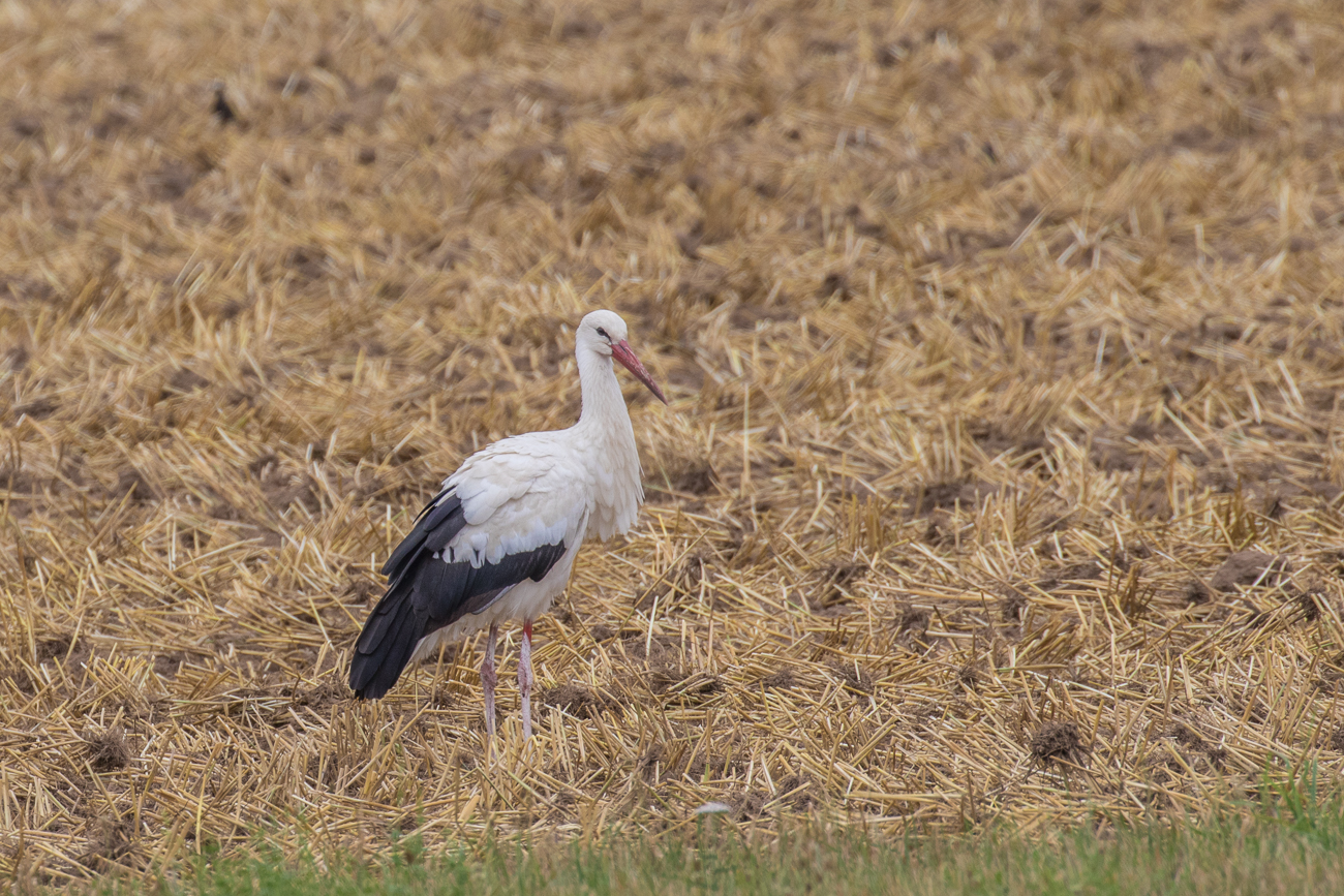 ... die waren allerdings nur außerhalb des Biotops zu finden