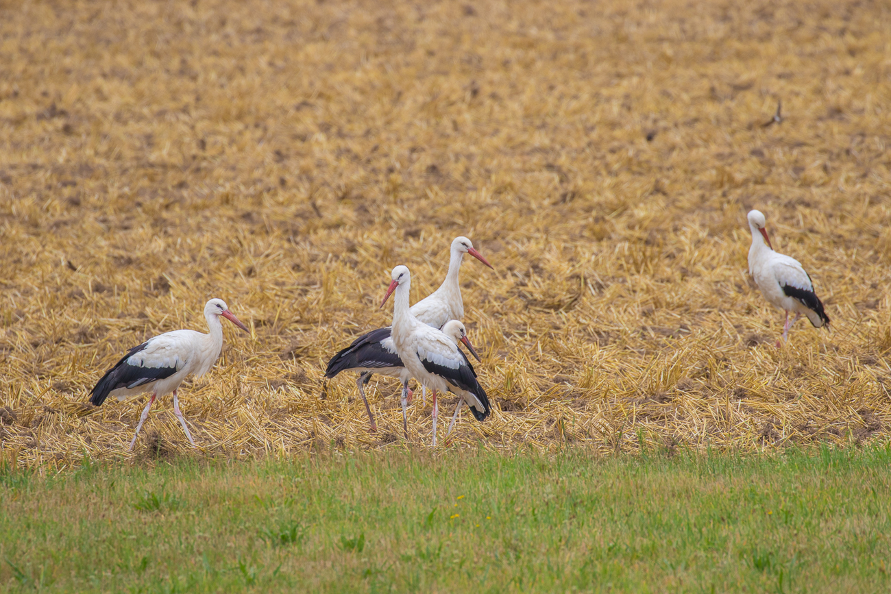 Dafür waren sie zahlreich ...
