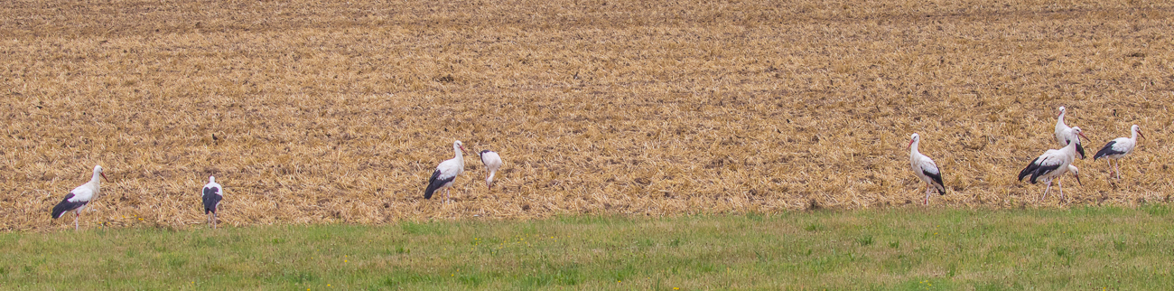 Graureiher auf der Pirsch