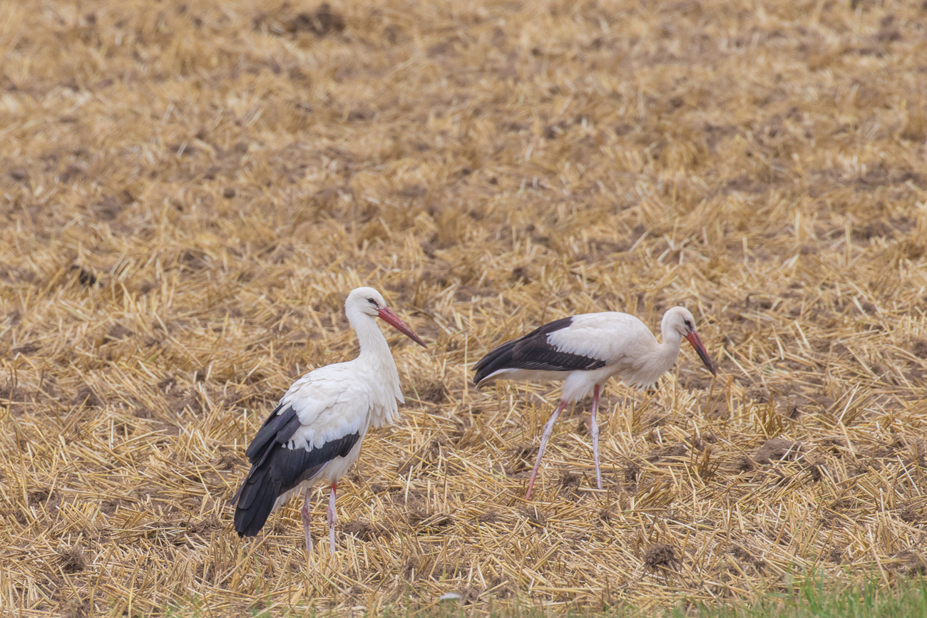 ... auf einem Feld versammelt