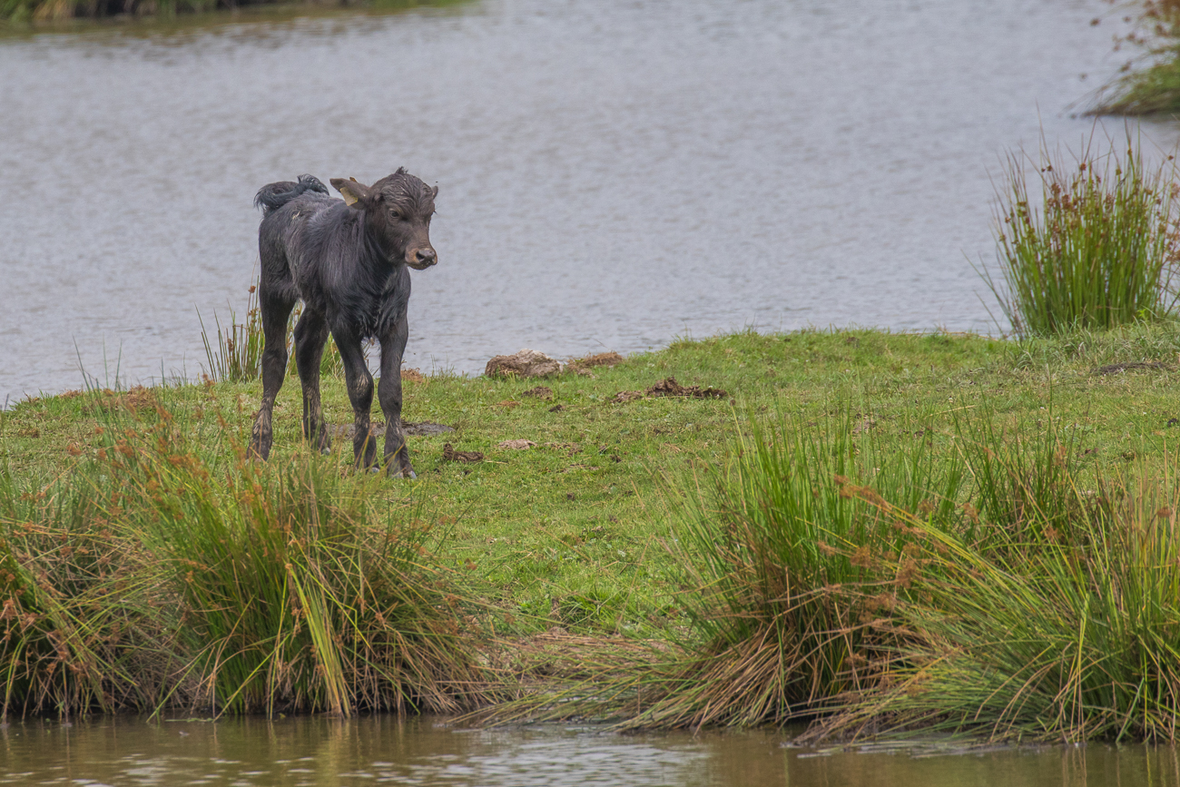 Süßes Kälbchen ;-)