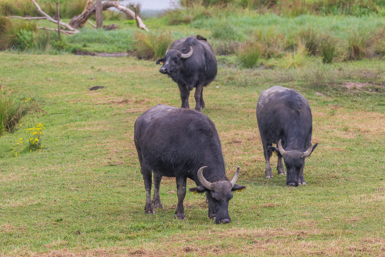 Wasserbüffel im Biotop Beeden ...
