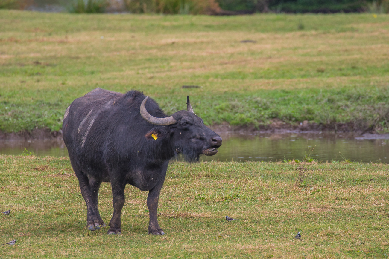 ... doch den Alttieren möchte man nicht zu nahe kommen