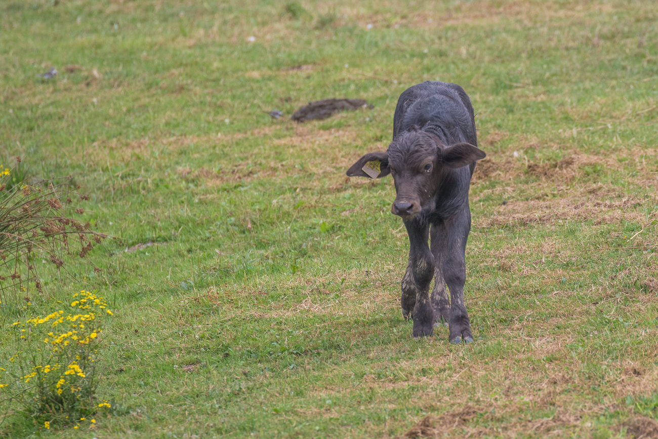 Das Kälbchen möchte man gerne streicheln ...