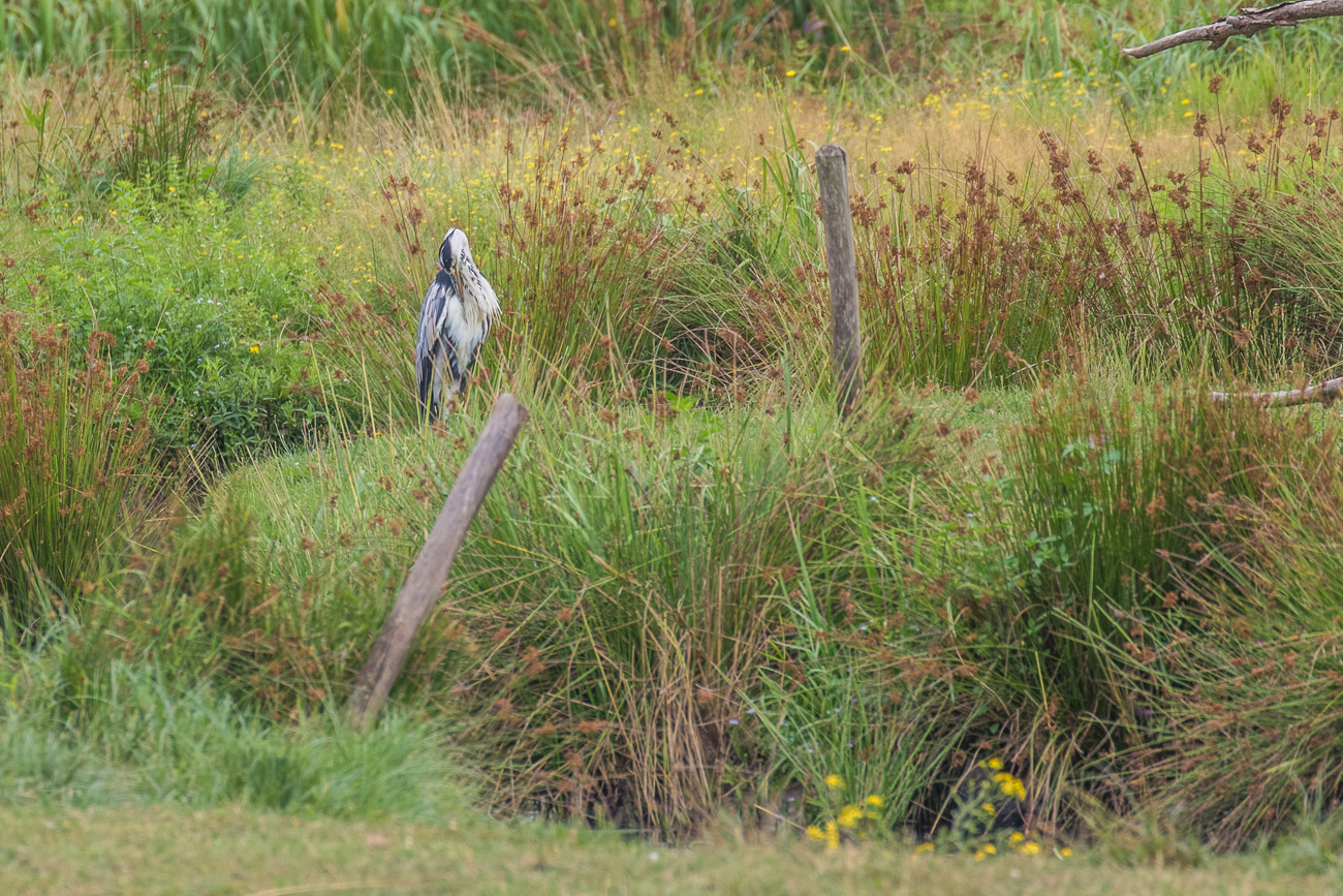 Der Reiher putzt sich