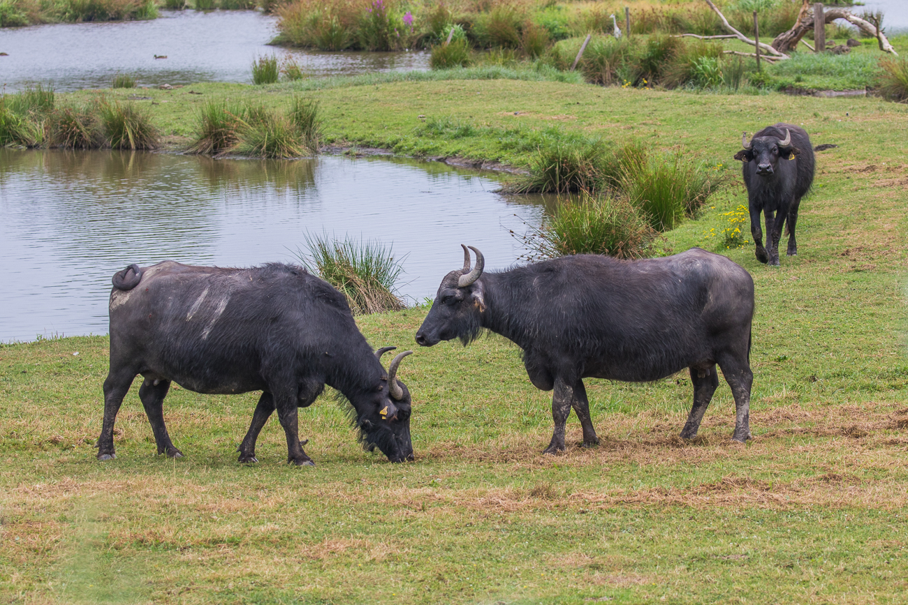 Wieder aus dem Wasser draußen