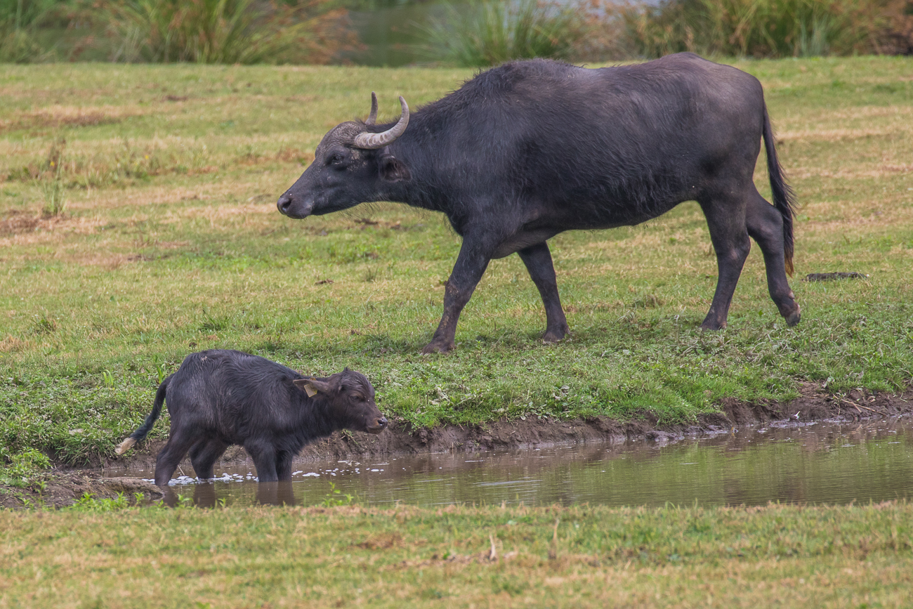 Dem Kleinen ist das Wasser wohl zu kalt ;-)