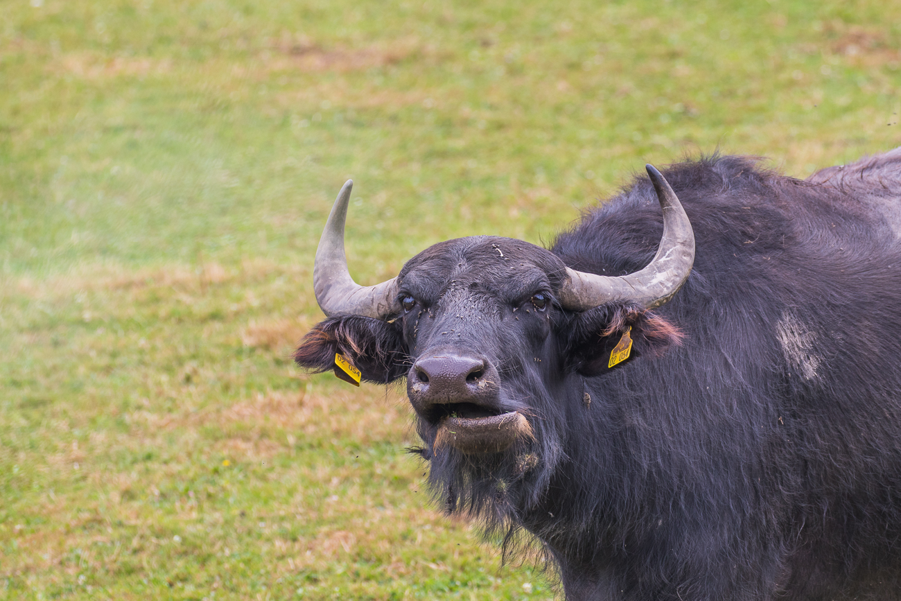 Kauender Büffel