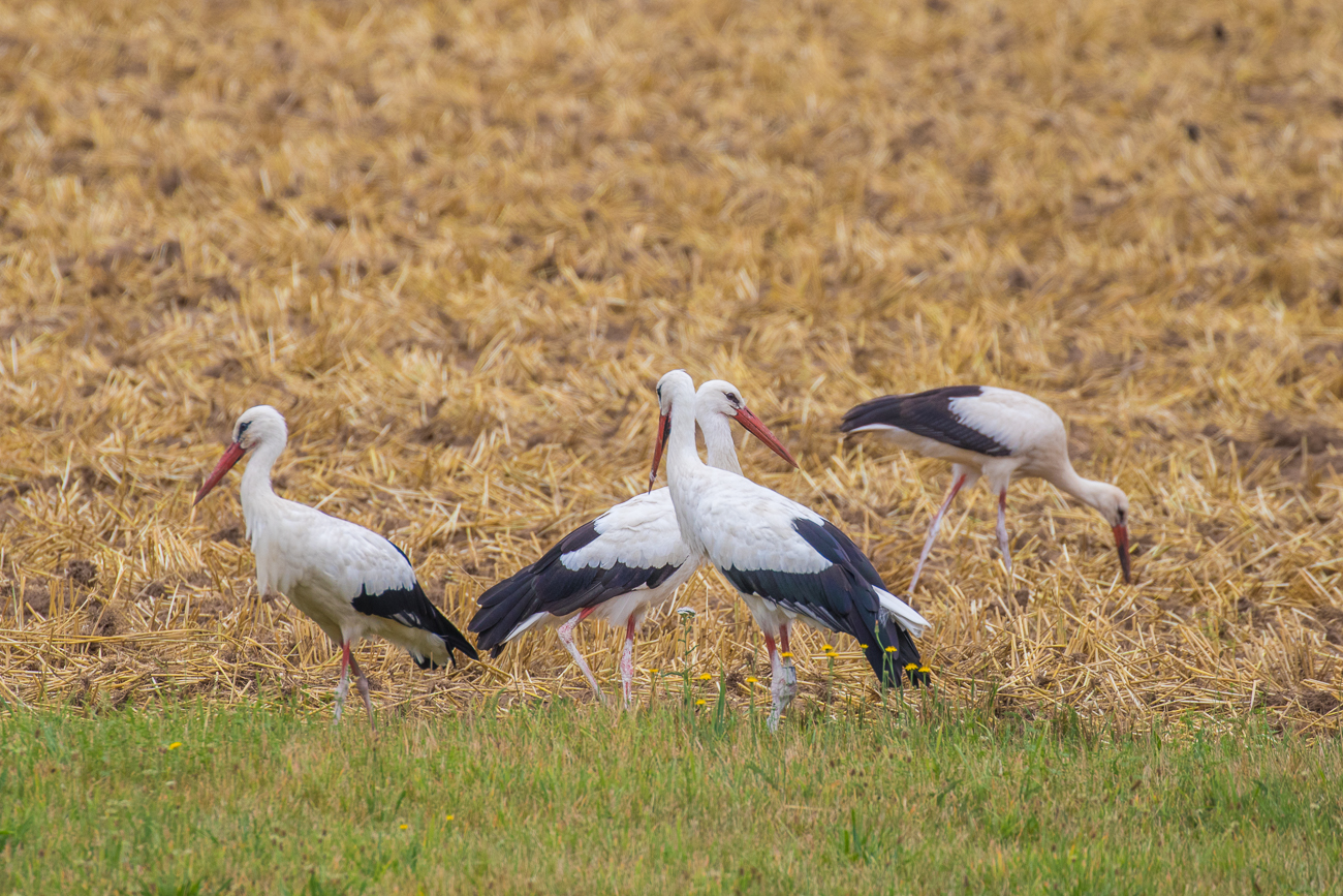 Auf die Störche hatte ich es eigentlich abgesehen ...
