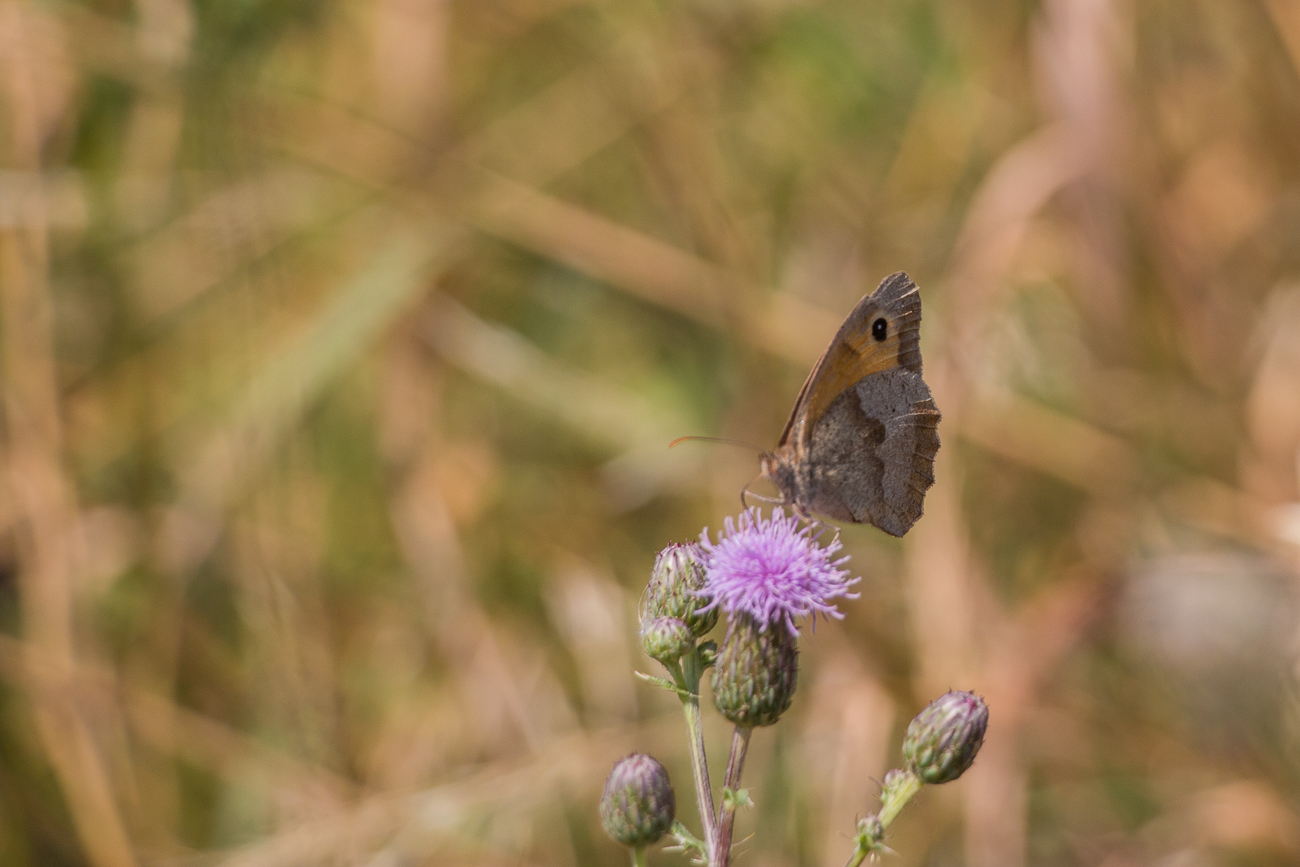 Rotbraunes Ochsenauge