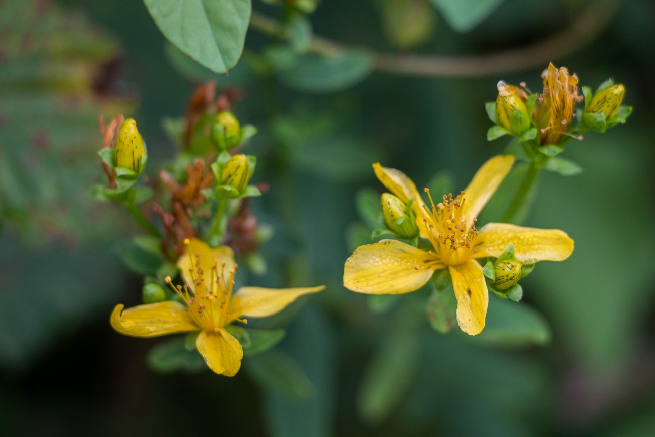 Blühende Pflanzen ...