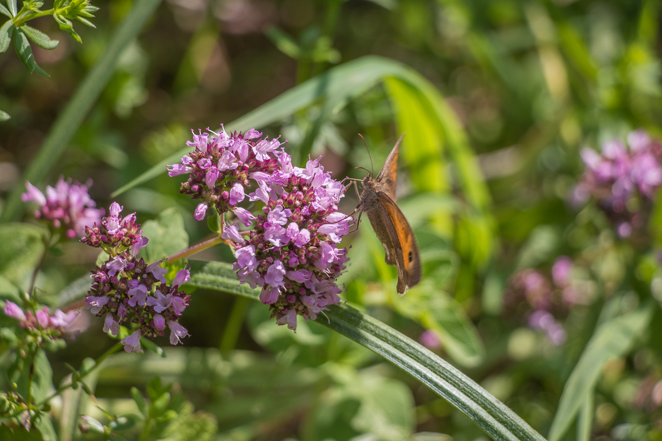 ... locken Schmetterlinge an ...