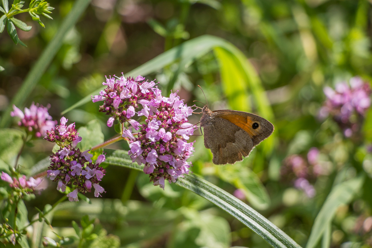 ... wie das Rotbraune Ochsenauge