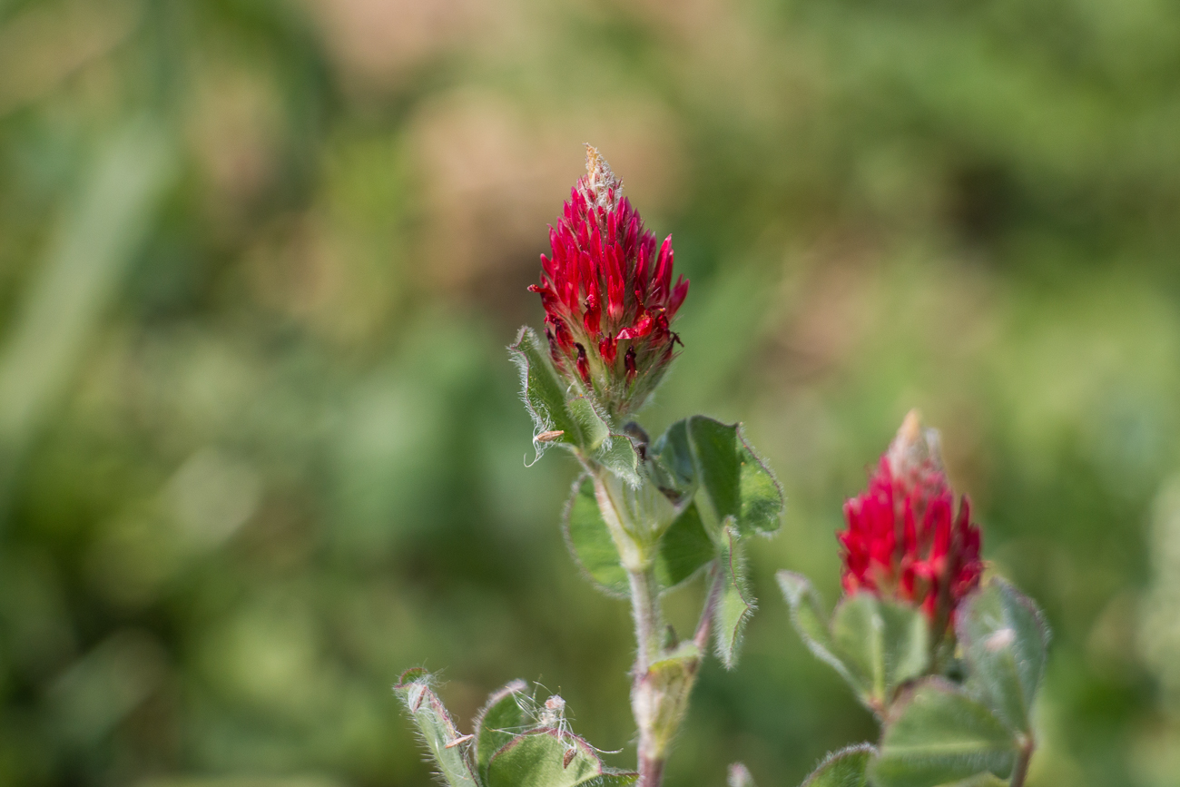 Leuchtende Blüten ...