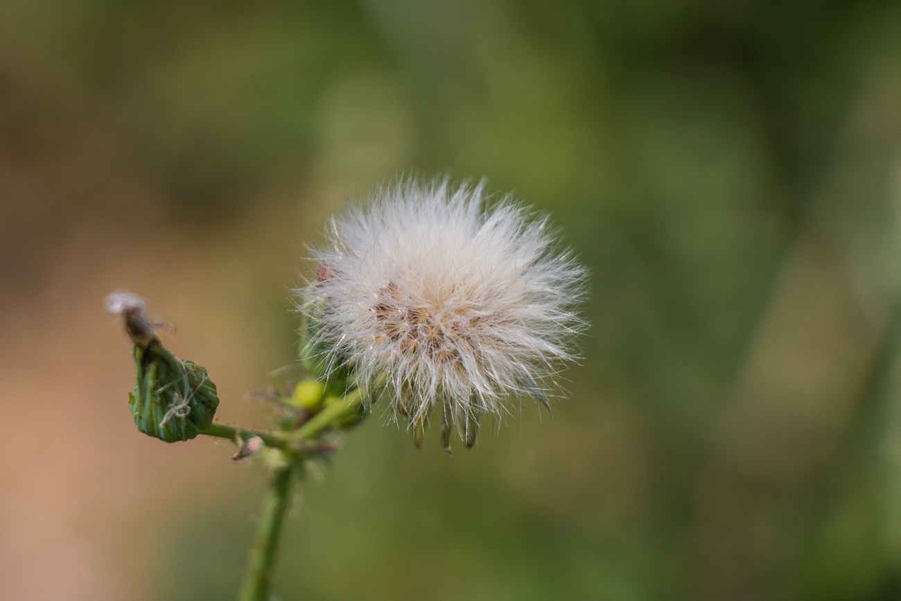 ... wie das Rotbraune Ochsenauge