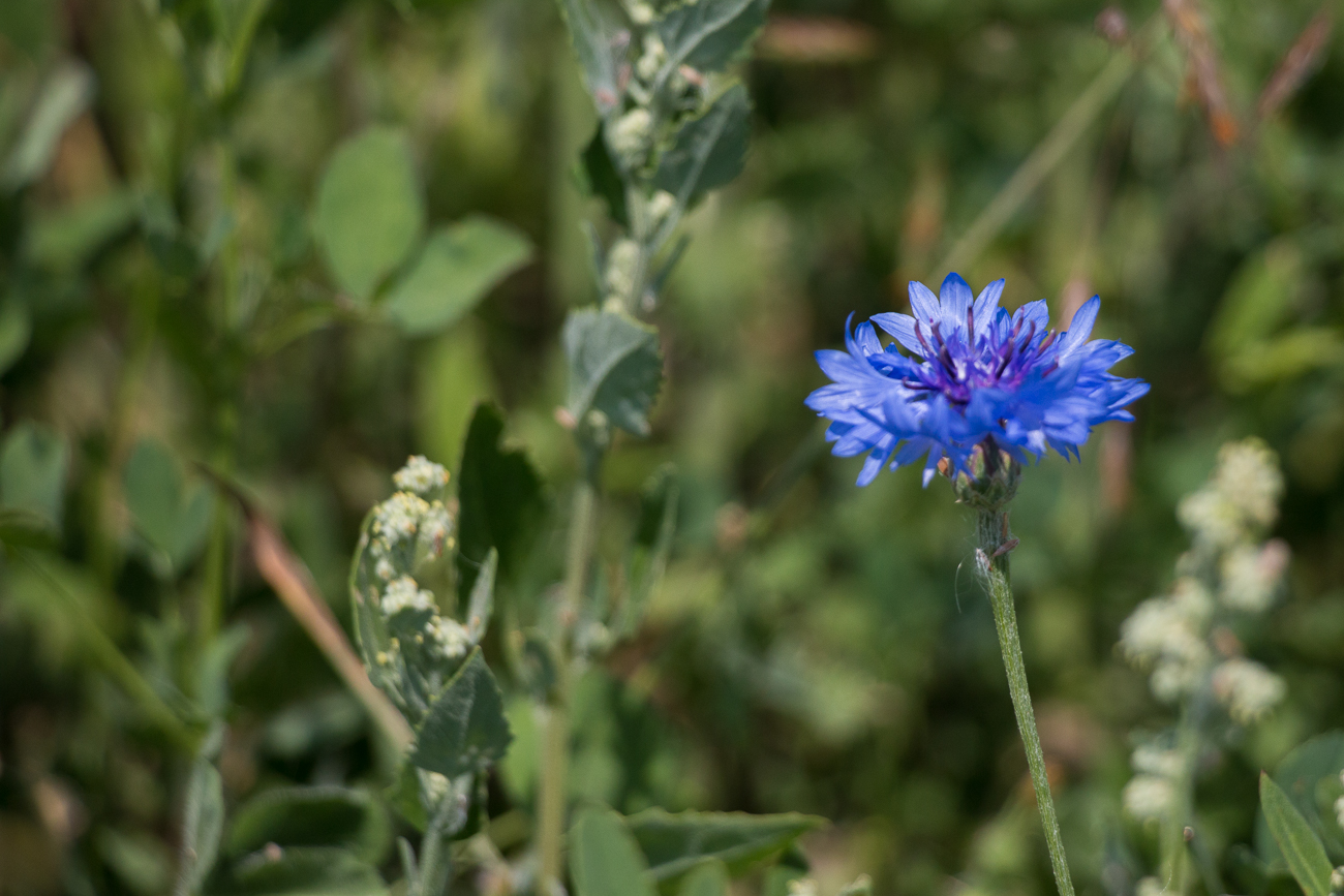 Auch blau ist eine schöne Farbe