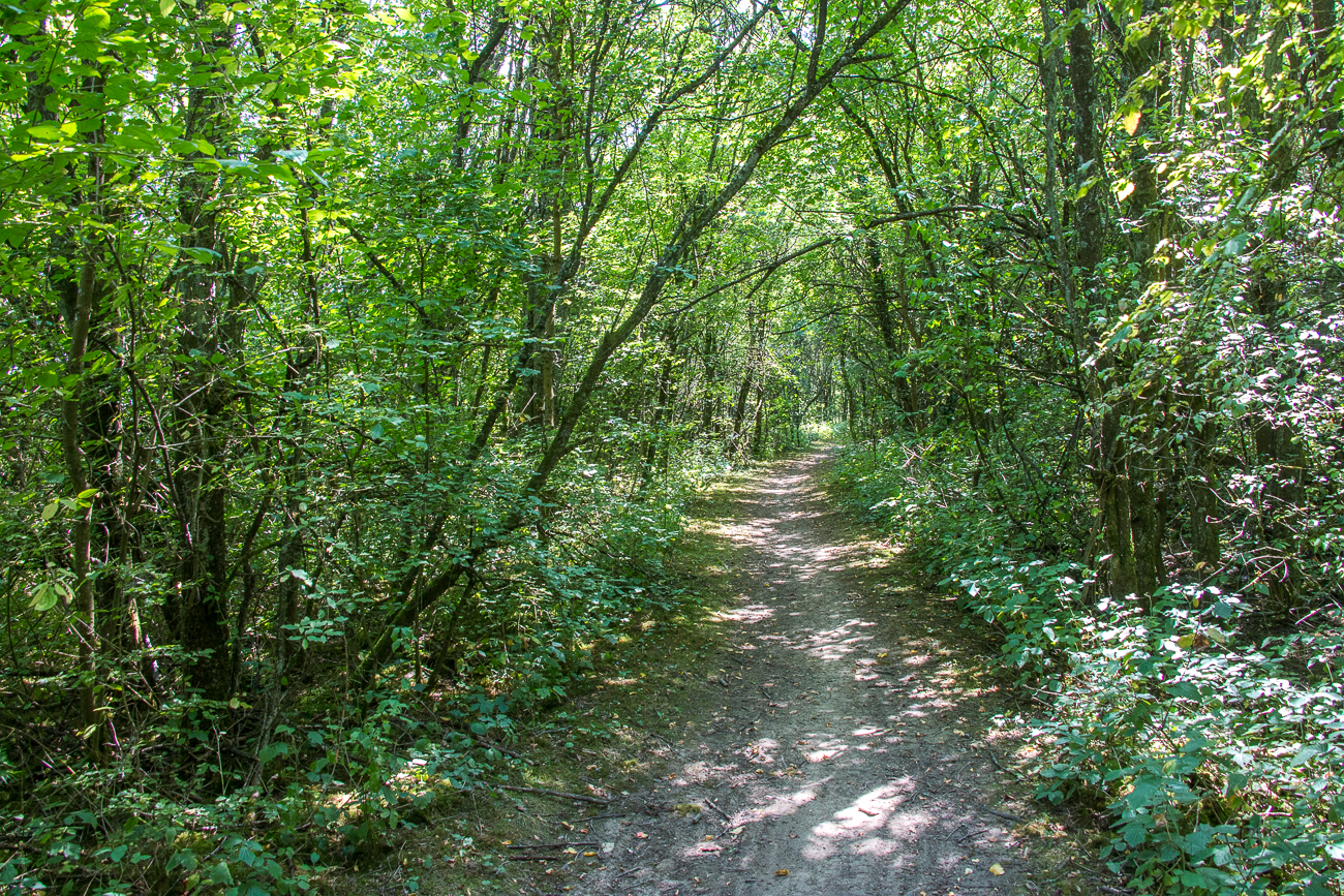 Schattiger Waldweg