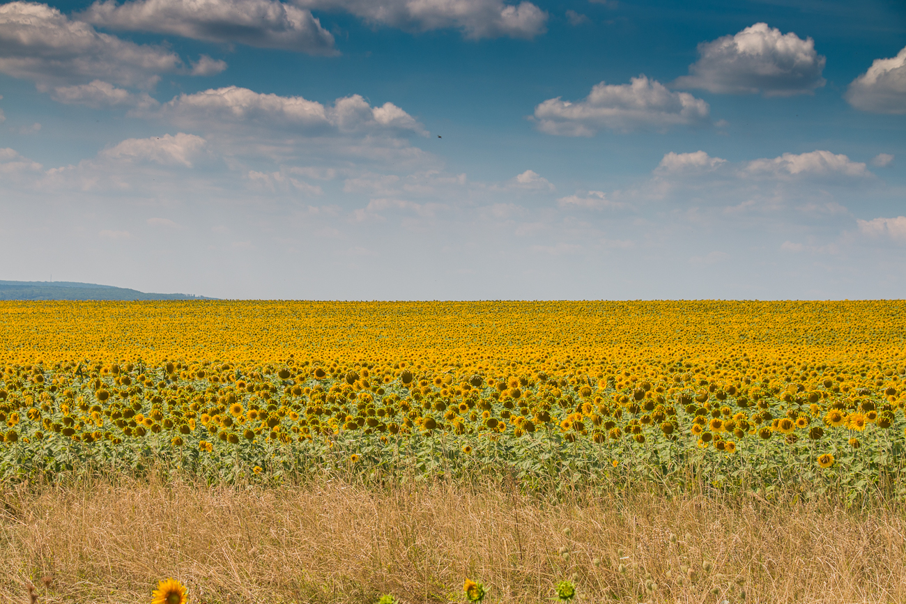 Unzählige Sonnenblumen
