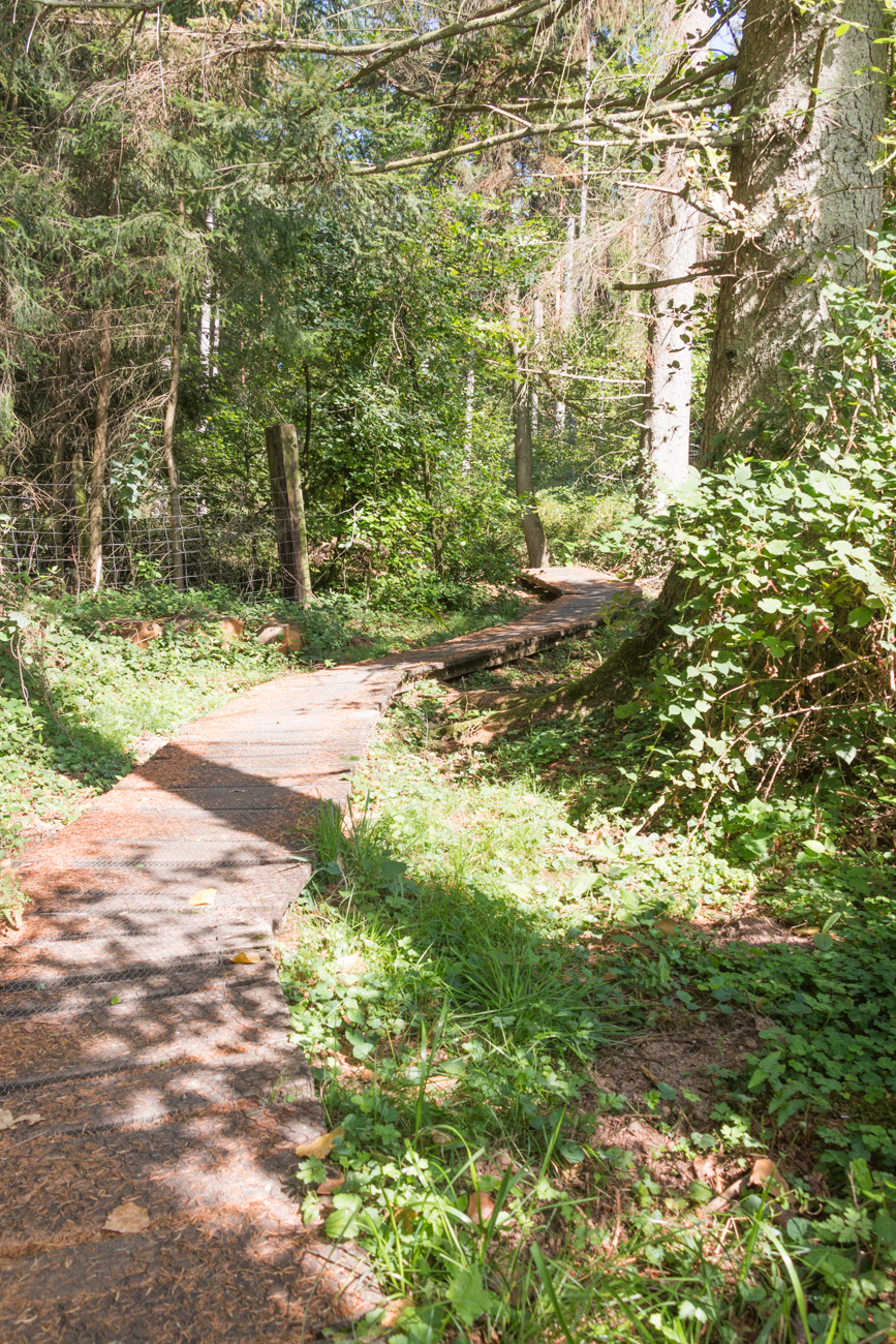 Über die feuchten Stellen führen Bretterwege ...