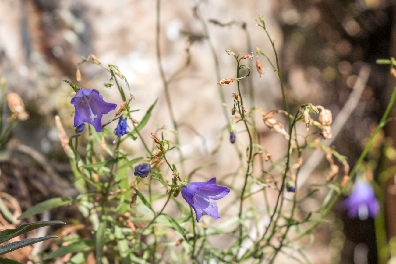Blühende Blumen erfreuen das Herz