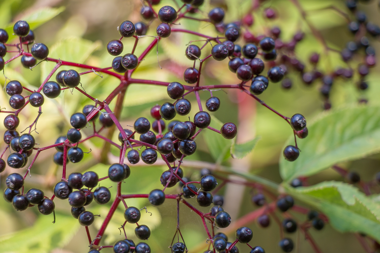 Holunderbeeren