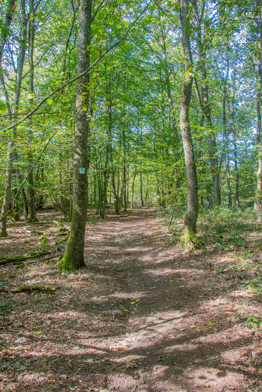 Waldweg
