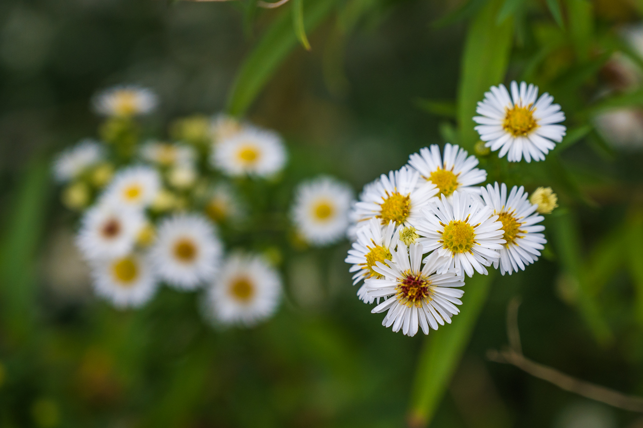 Bei dem Wetter lachen uns wenigesten einige Blüten an