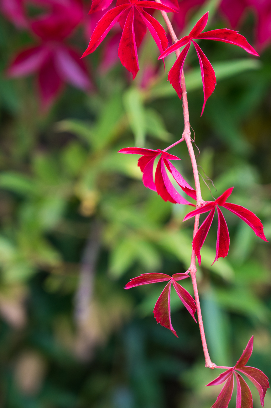 Der Herbst ist im Anmarsch ...