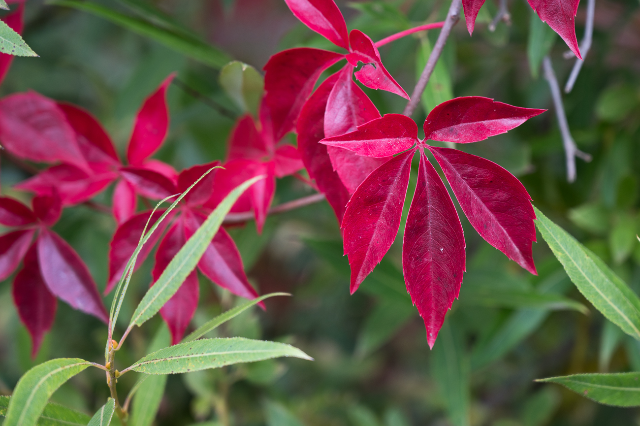 ... und färbt die Blätter