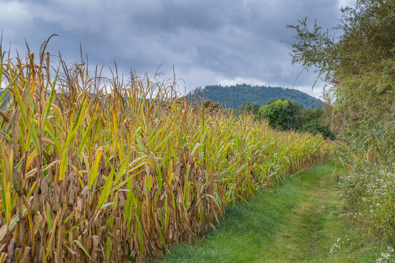 Weg zwischen Maisfeld und Altarm