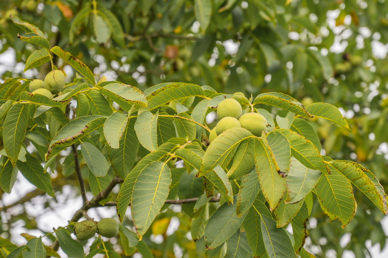 Die Walnüsse sind fast reif