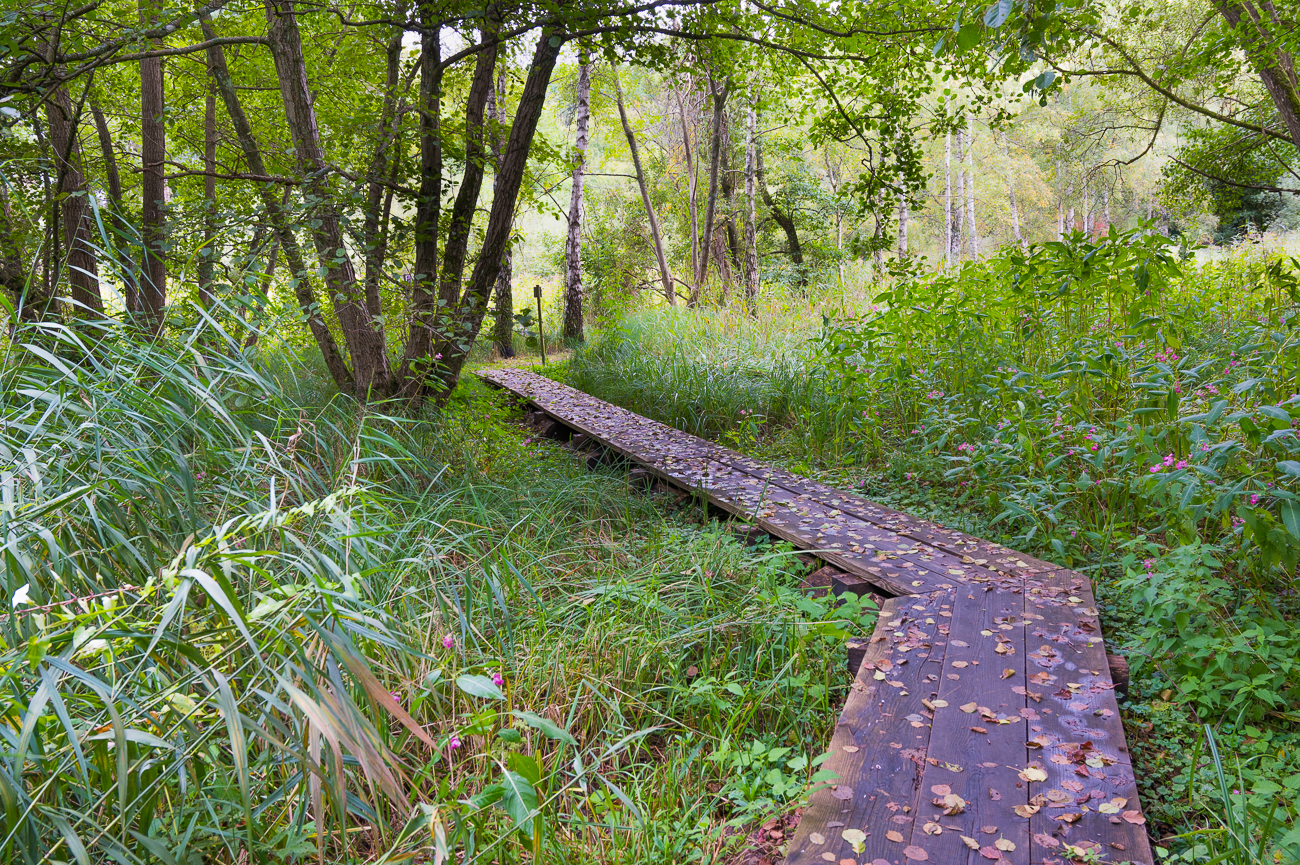 Bohlenweg durch das Feuchtgebiet
