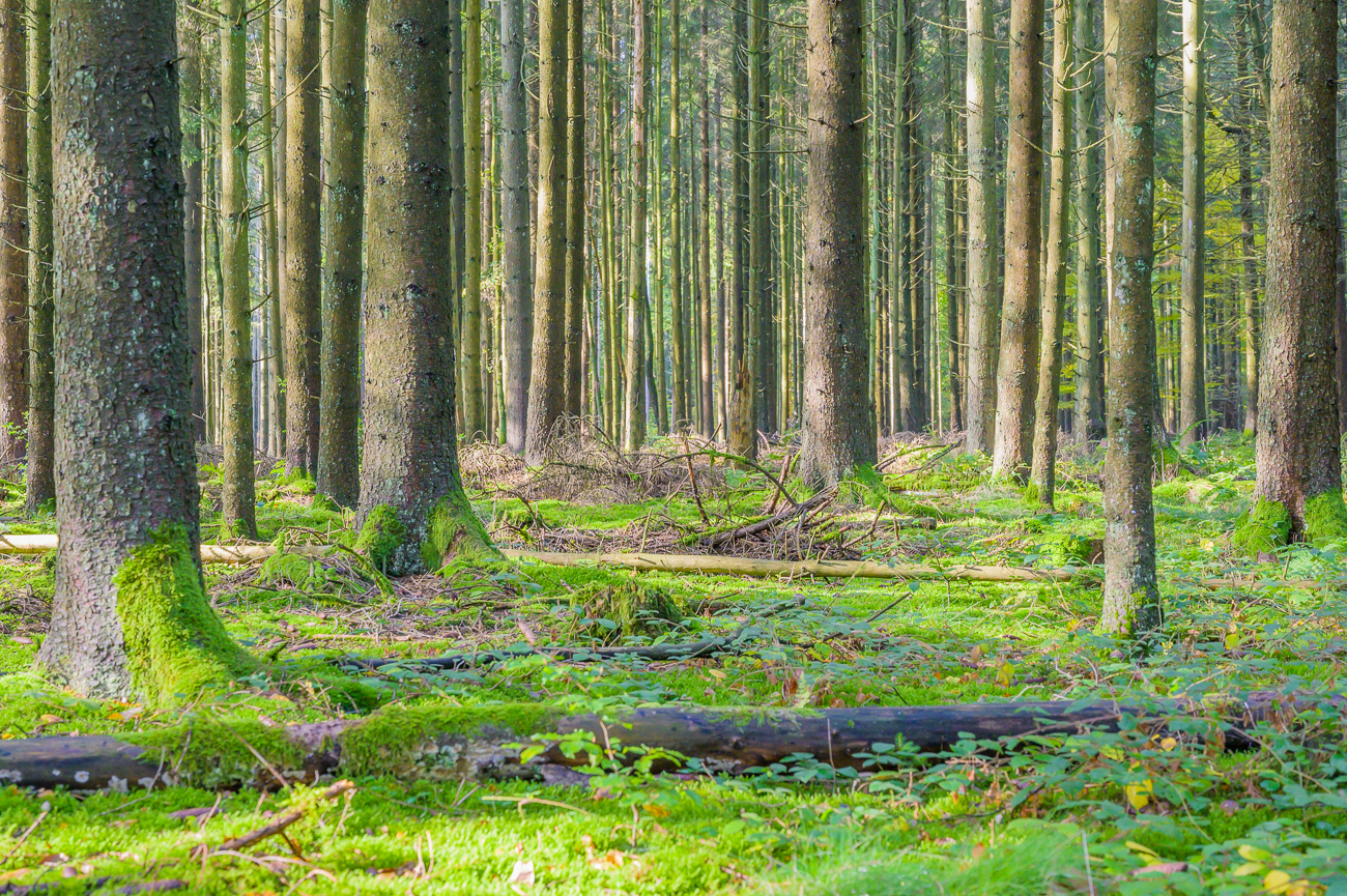 Schön grün im Wald